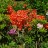 Рододендрон японский, Rhododendron japonicum - Рододендрон японский, Rhododendron japonicum среди вечнозеленых рододендронов. 